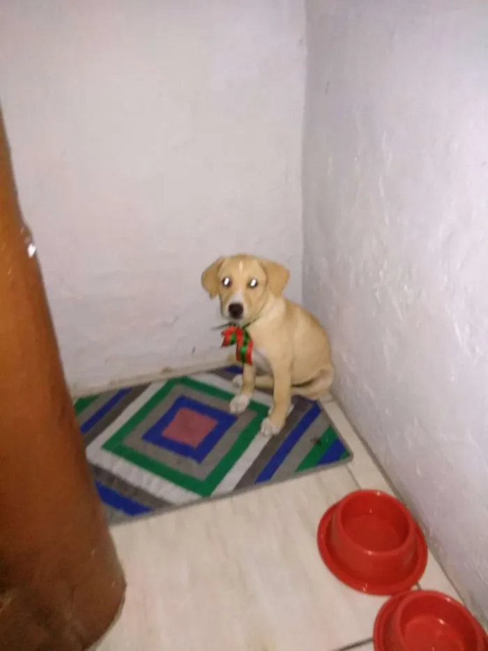 Cachorro ra a Indefinido idade 2 a 6 meses nome Polar