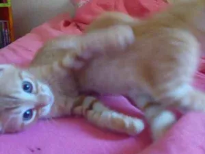 Gato raça Sem raça definida idade 2 a 6 meses nome Thor