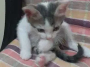 Gato raça nao sei idade 7 a 11 meses nome bella