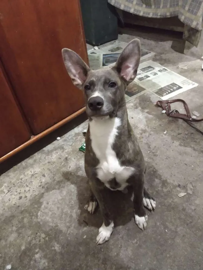 Cachorro ra a Srd idade 7 a 11 meses nome Luke