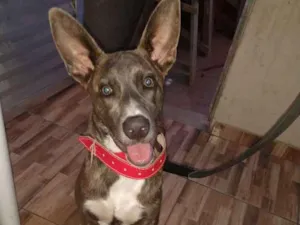 Cachorro raça Srd idade 7 a 11 meses nome Luke