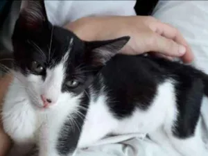 Gato raça SRD idade 2 a 6 meses nome Milki