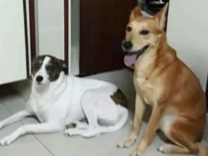 Cachorro raça SRD idade 3 anos nome Ruivo
