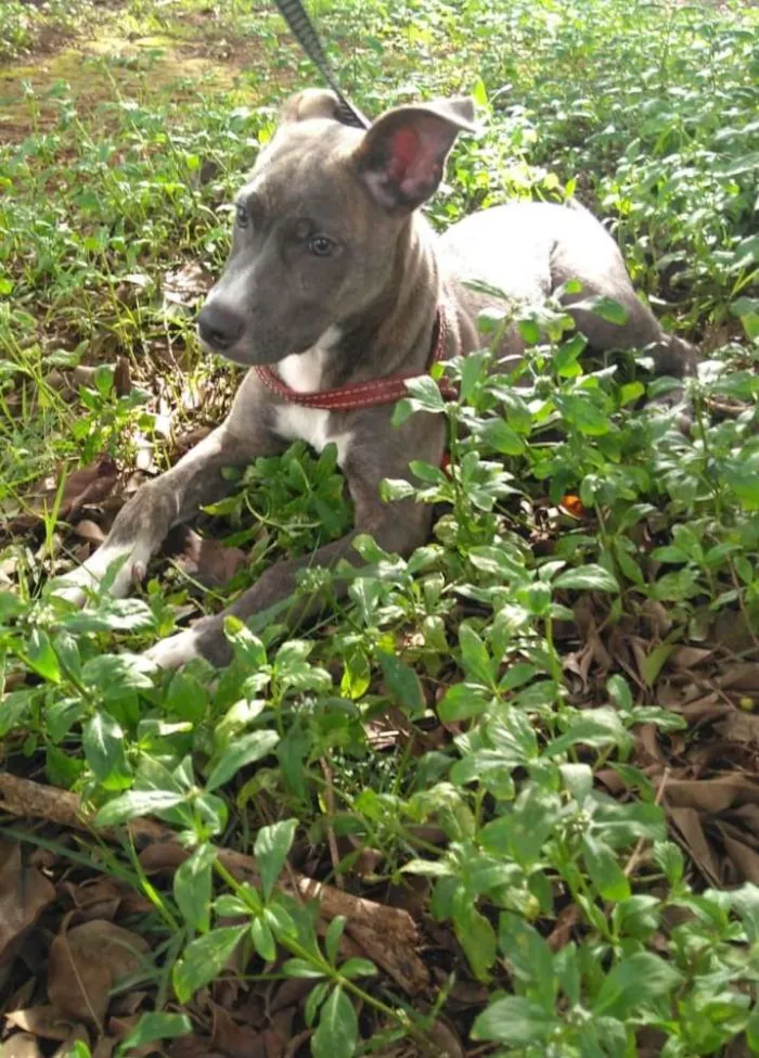 Cachorro ra a Srd idade 7 a 11 meses nome Luke