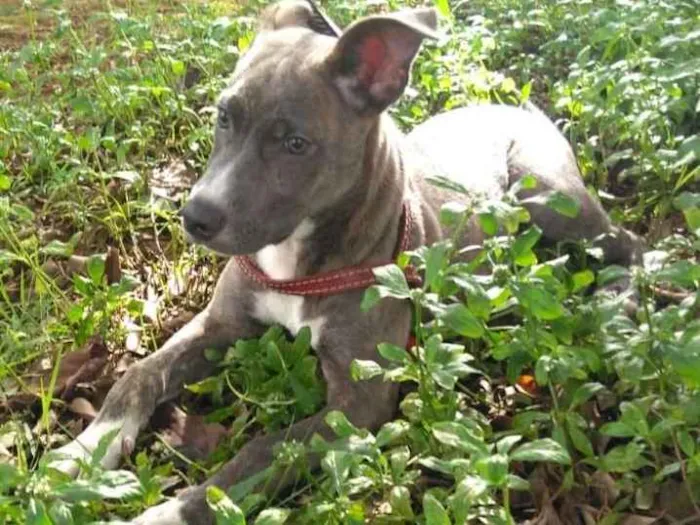 Cachorro ra a Srd idade 7 a 11 meses nome Luke
