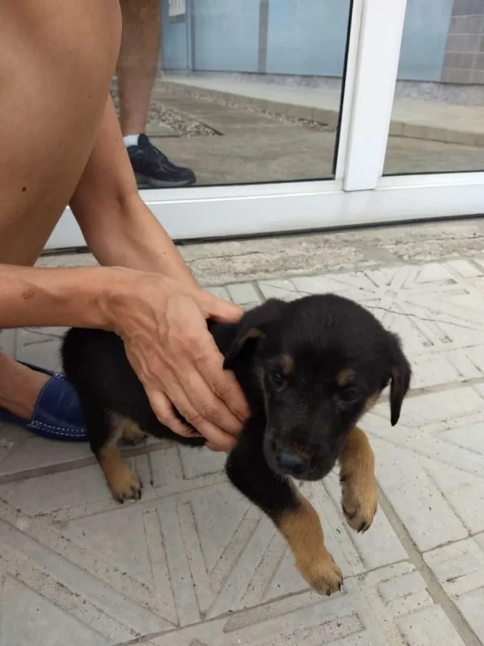Cachorro ra a Não sei... Parece pastor idade 2 a 6 meses nome Sem nome