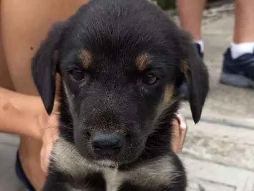 Cachorro ra a Não sei... Parece pastor idade 2 a 6 meses nome Sem nome