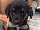 Cachorro raça Não sei... Parece pastor idade 2 a 6 meses nome Sem nome