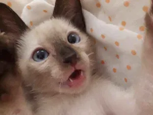 Gato raça SRD idade 2 a 6 meses nome Astolfo