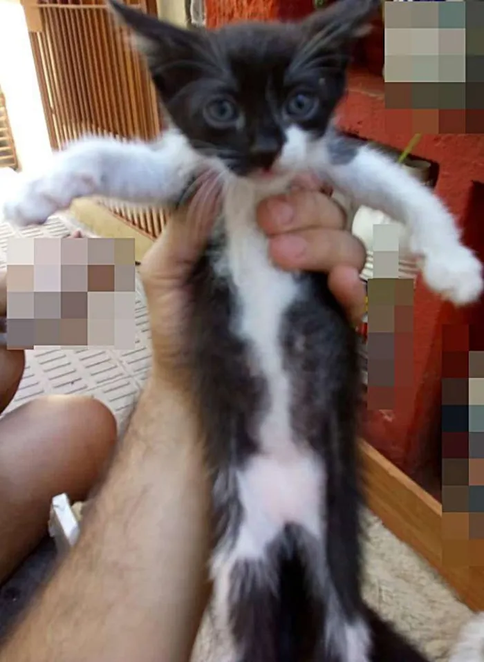 Gato ra a Cianes idade Abaixo de 2 meses nome Sem Identificação