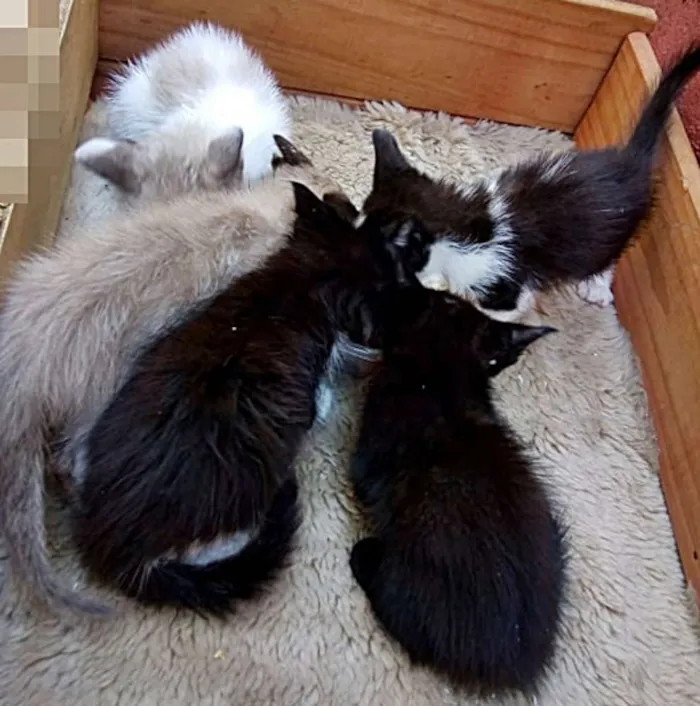 Gato ra a Cianes idade Abaixo de 2 meses nome Sem Identificação