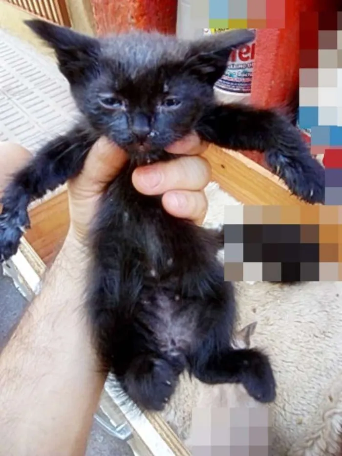 Gato ra a Cianes idade Abaixo de 2 meses nome Sem Identificação