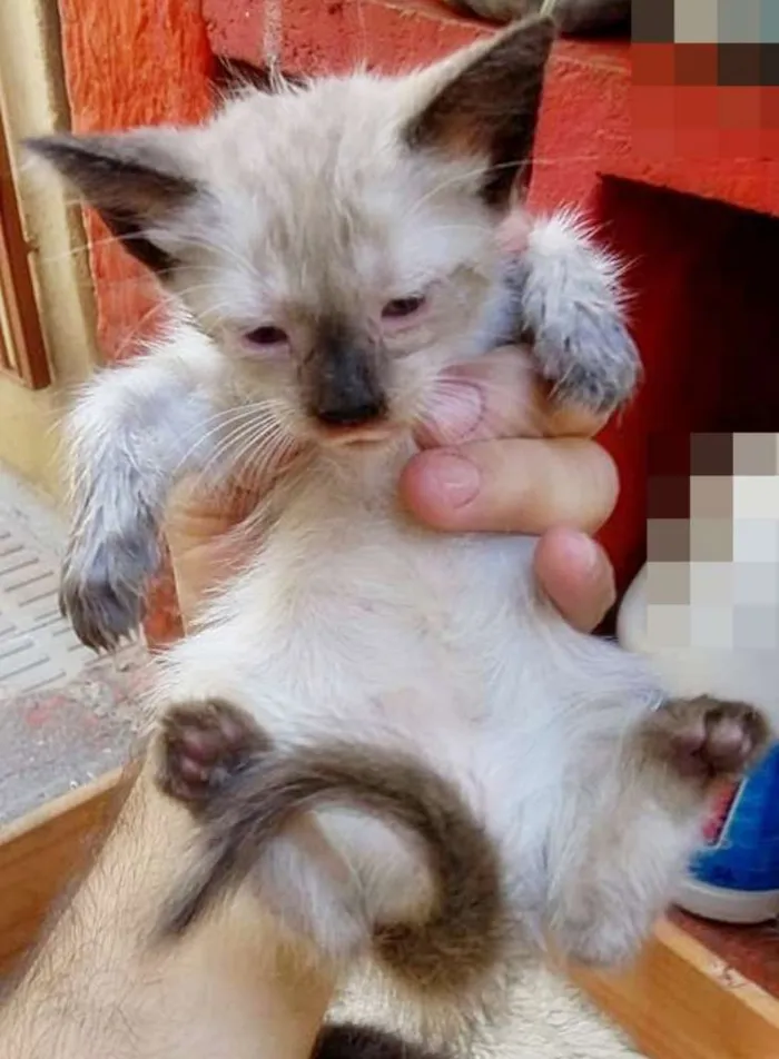 Gato ra a Cianes idade Abaixo de 2 meses nome Sem Identificação