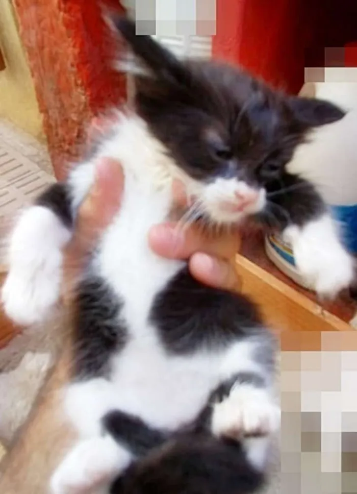 Gato ra a Cianes idade Abaixo de 2 meses nome Sem Identificação