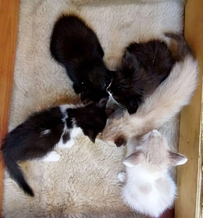 Gato ra a Cianes idade Abaixo de 2 meses nome Sem Identificação