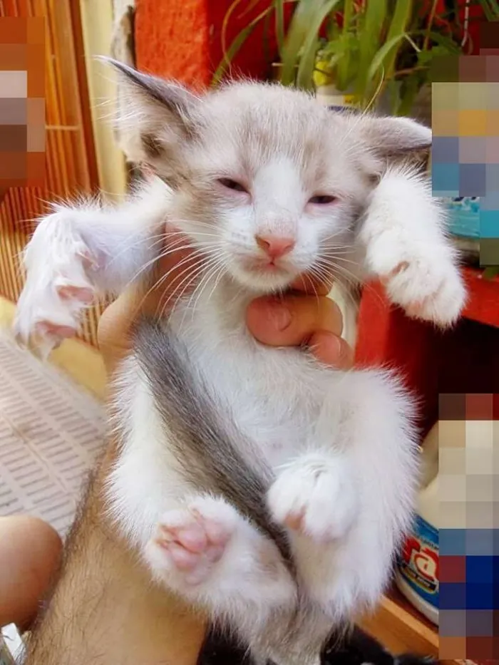 Gato ra a Cianes idade Abaixo de 2 meses nome Sem Identificação