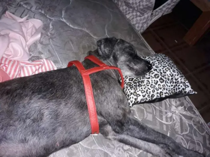 Cachorro ra a POODLE idade 3 anos nome Aline Poodle