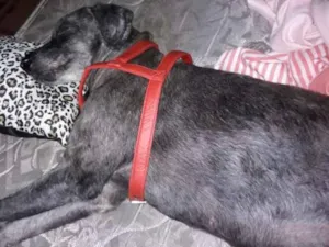 Cachorro raça POODLE idade 3 anos nome Aline Poodle