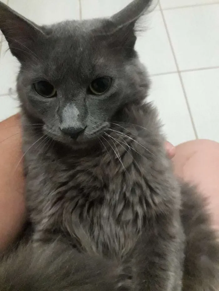 Gato ra a SRD idade 7 a 11 meses nome Tigrão 