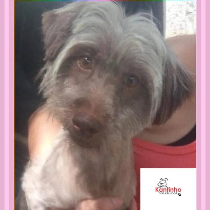 Cachorro ra a  idade 1 ano nome Esmeralda Pequena