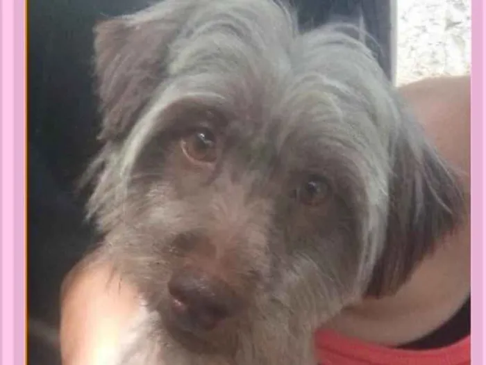 Cachorro ra a  idade 1 ano nome Esmeralda Pequena