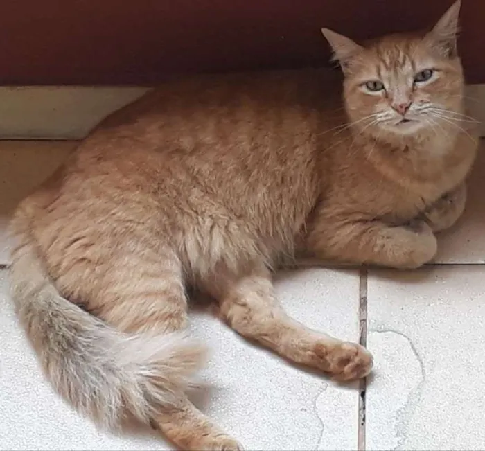 Gato ra a  idade 3 anos nome Laranjinha