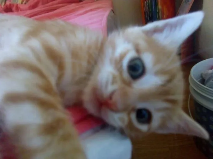 Gato raça SRD idade 2 a 6 meses nome Odin