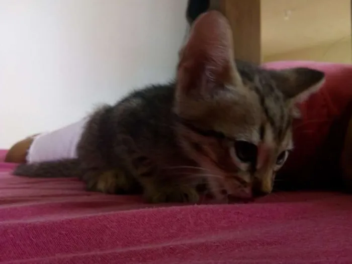Gato raça SRD idade 2 a 6 meses nome Van Gogh