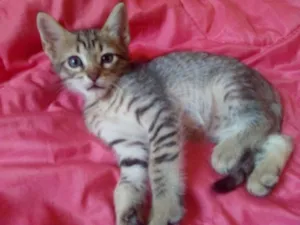 Gato raça SRD idade 2 a 6 meses nome Van Gogh