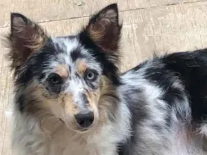 Cachorro raça Border Collie idade 7 a 11 meses nome Iahel