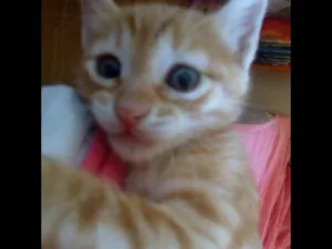 Gato raça SRD idade 2 a 6 meses nome Odin