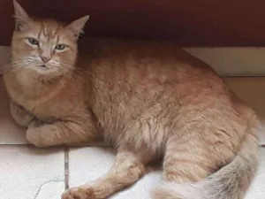 Gato raça  idade 3 anos nome Laranjinha
