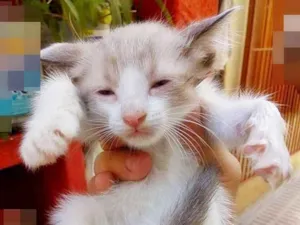 Gato raça Cianes idade Abaixo de 2 meses nome Sem Identificação