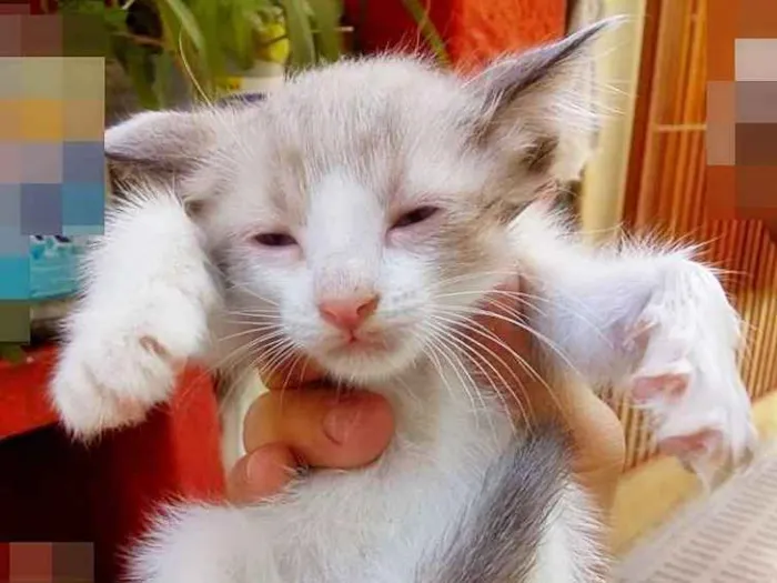 Gato ra a Cianes idade Abaixo de 2 meses nome Sem Identificação