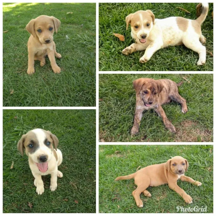 Cachorro raça SRD idade Abaixo de 2 meses nome Ainda não tem nome 