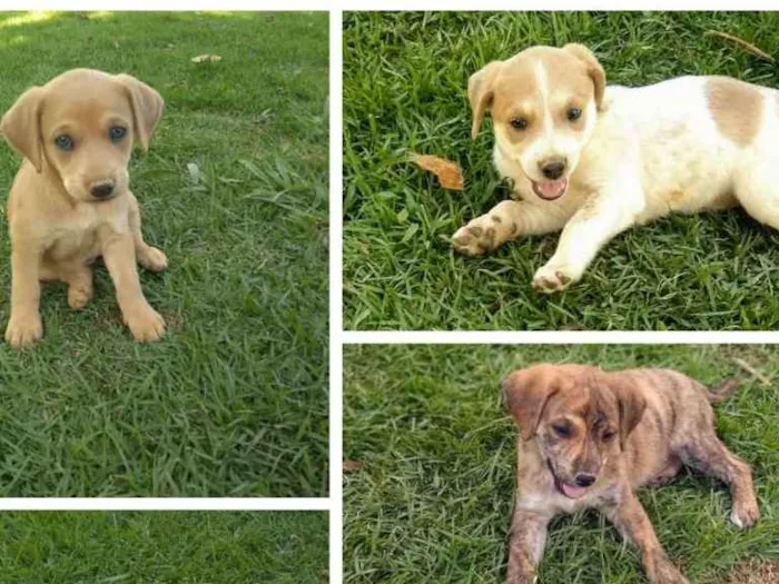 Cachorro raça SRD idade Abaixo de 2 meses nome Ainda não tem nome 