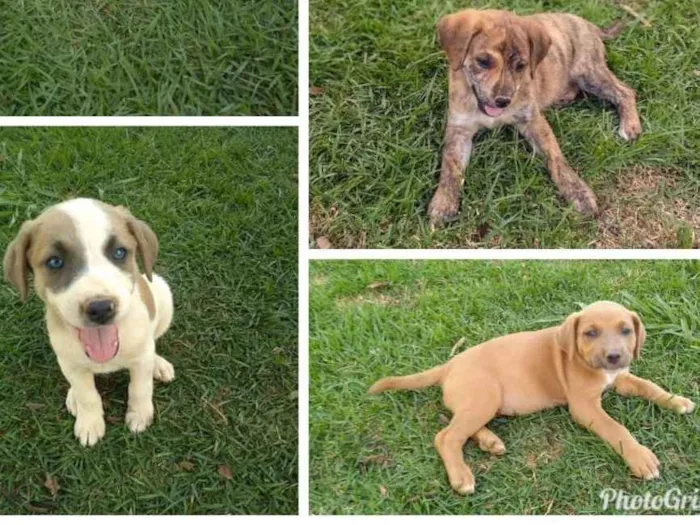 Cachorro raça SRD idade Abaixo de 2 meses nome Ainda não tem nome 