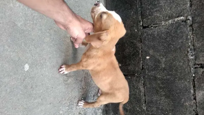 Cachorro raça Vira lata idade Abaixo de 2 meses nome Vários