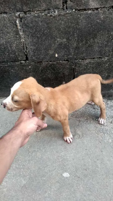 Cachorro raça Vira lata idade Abaixo de 2 meses nome Vários