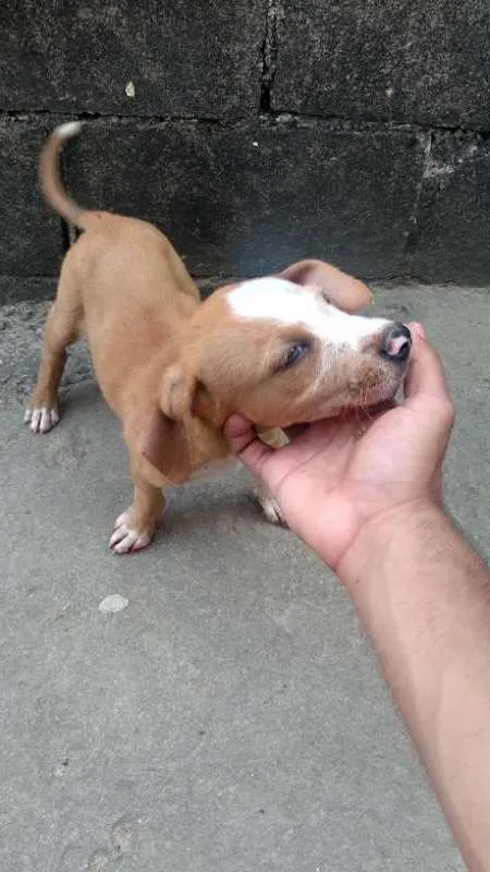 Cachorro raça Vira lata idade Abaixo de 2 meses nome Vários