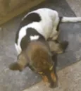 Paloma