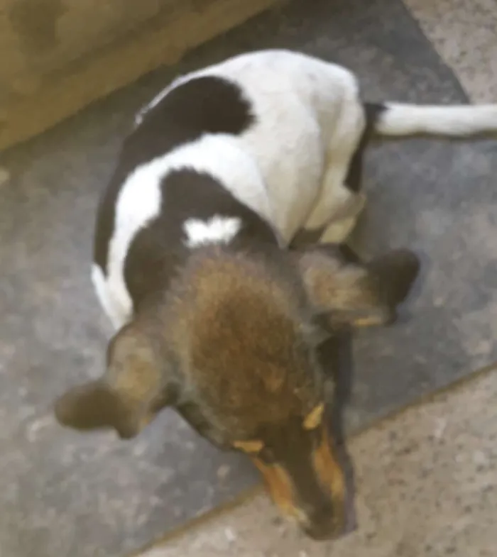 Cachorro raça SRD idade 4 anos nome Paloma
