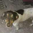 Paloma