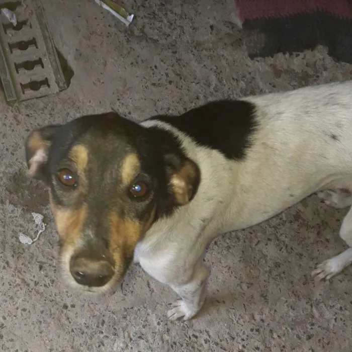 Cachorro raça SRD idade 4 anos nome Paloma
