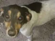Paloma