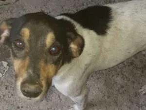 Cachorro raça SRD idade 4 anos nome Paloma