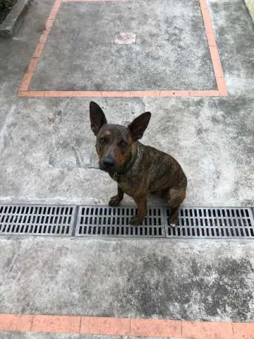 Cachorro raça  idade 1 ano nome Ozzy