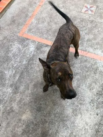 Cachorro raça  idade 1 ano nome Ozzy