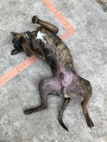 Cachorro raça  idade 1 ano nome Ozzy