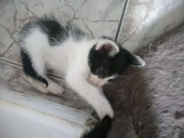 Gato ra a SRD idade Abaixo de 2 meses nome Vários